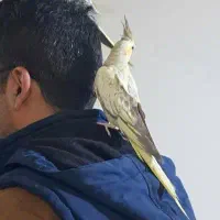 چهارتا عروس هلندی