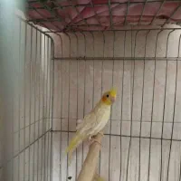 عروس هلندی|پرنده|شیراز, جوادیه|دیوار