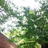 خریدچوب درختان درباغ