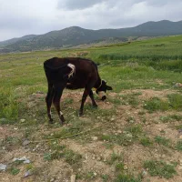 گاو دورگه
