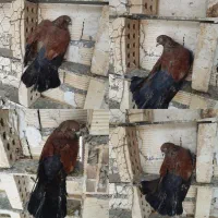 تاب سرخ ماده