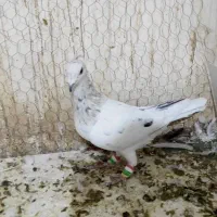 نرهفترنگ زرد کاکلی
