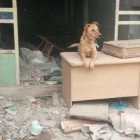 سگ نگهبان