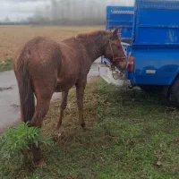 اسب کره نریان|اسب و تجهیزات اسب‌سواری|تولم شهر, |دیوار