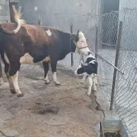 یک عدد گاو سیمیتال اصل