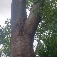 هرصکاری قطع وخریددرخت مزاحم درمحل|خدمات باغبانی و درختکاری|چمستان, |دیوار