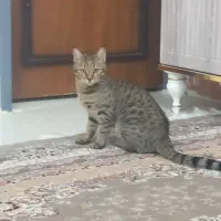 واگذاری گربه.