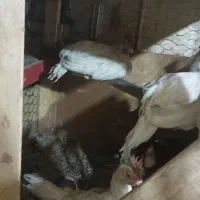 جوجه خروس