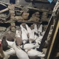 حیوانات پرنده