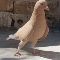 کبوتر