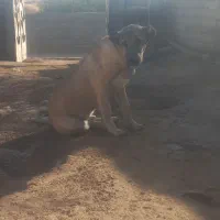 توله سگ سرابی|سگ|کرج, کرج نو|دیوار