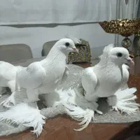 کفتر پاپر|پرنده|تبریز, |دیوار