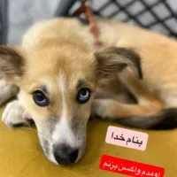 واگذاری رایگان توله هاسکی گلد میکس