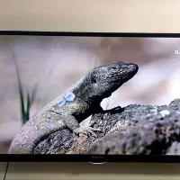 تلویزیون ۳۹ایسنس آل ای دی