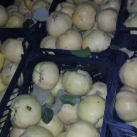 به درجه یک|خوردنی و آشامیدنی|شیراز, لاله|دیوار