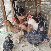 مرغ|حیوانات مزرعه|داران, |دیوار