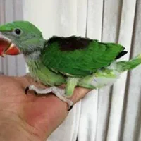 نگهداری شاه طوطی