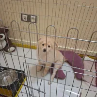 واگذاری توله سه ماهه|سگ|تهران, زمزم|دیوار