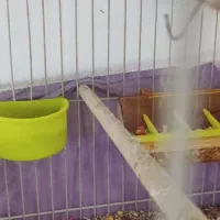 طوطی کوتوله|پرنده|مشهد, تلگرد|دیوار