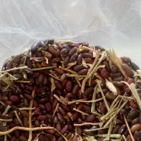 تخم لوبیا سبز سانری