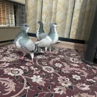 کبوتر رنگ سبز|پرنده|شیراز, فخرآباد (دروازه کازرون)|دیوار
