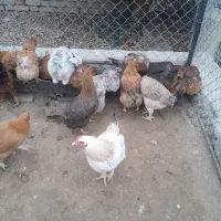 مرغ تخم گذار