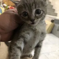 گربه