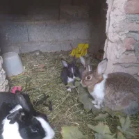 بچه خرگوش ۴عدد|موش و خرگوش|سلماس, |دیوار