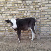 یک راس تلیسه یا گوساله ماده سیمینتال|حیوانات مزرعه|رامند, |دیوار