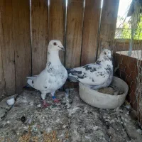 سوسگی نروماده