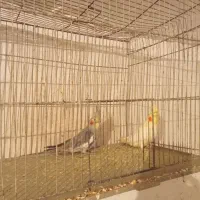 فروش هلندی معاوضه با سهره|پرنده|یاسوج, |دیوار