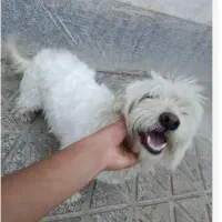 سگ پاکوتاه‌ فروشی