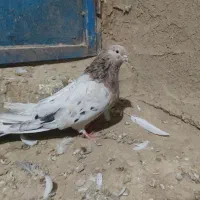 کفتر سرور|پرنده|کبودرآهنگ, |دیوار