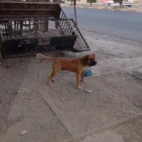 سگ نگهبان باکسر