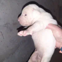 توله داگو ارژانتینو