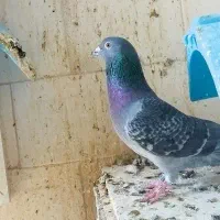 نر درجه یک مسافتی جوان|پرنده|حمیدیه, |دیوار