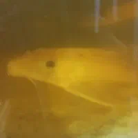 ماهی اکواریومی