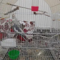 عروس هلندی نر و ماده|پرنده|مشهد, کوه سنگی|دیوار