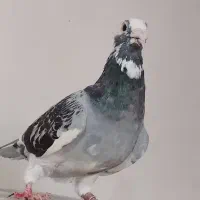 ابلغ نر عراق و یک جفت جوجه نر