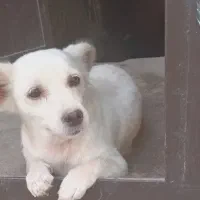 سگ نژاد دار  ماده