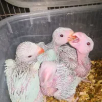 جوجه   گرینچیک ملنگو  و جفت گرین