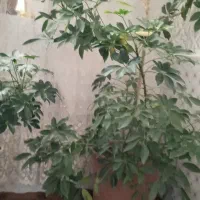 گل پنچ انگشتی