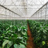 برق گلخانه و مرغداری