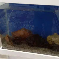 آکواریوم شیشه محدب|ماهی|رباط‌کریم, رباط‌کریم|دیوار