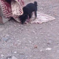 واگذاری سگ پا کوتاه نژاد یونانی