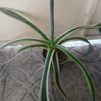 کاکتوس آگاو  و آلوورا|گل و گیاه طبیعی|شیراز, تحویلی|دیوار