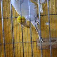 قناری نر شور رسمی بلند|پرنده|اردکان, |دیوار