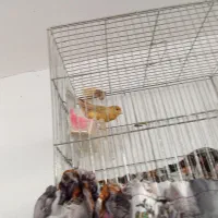 قناری نر بخون|پرنده|شهریار, شهریار|دیوار