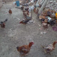 مرغ خانگی|حیوانات مزرعه|تربتحیدریه, بالا ولایت|دیوار