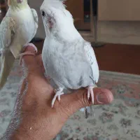 فروش عروس سخنگو..نر وماده اماده زات دار